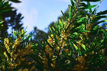 Green branches of a leafy tree with yellow flowers