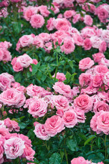 pink rose flower in the garden