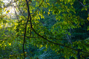 Fototapeta na wymiar Beautiful morning scene, sun rays break through the branches of trees.