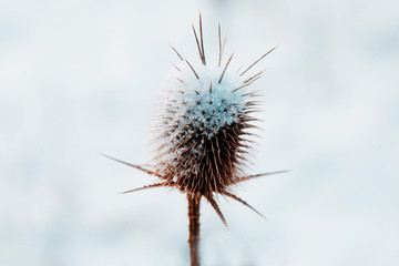 Prickly plant covered with snow on a white winter background. Isolated object. Wintertime.