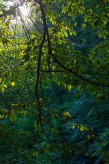 Beautiful morning scene, sun rays break through the branches of trees.