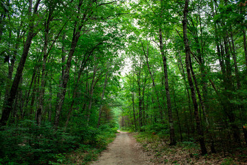 path in the forest