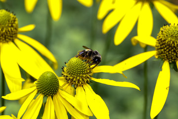 オオハンゴンソウと蜂