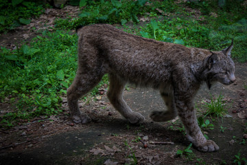 bobcat in the zoo