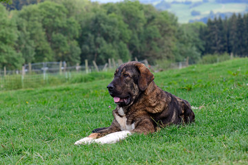 Spanischer Mastiff / Mastín Español / Spanish Mastiff - Herdenschutzhund