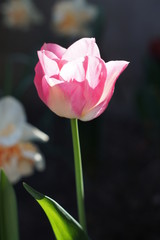 Naklejka premium Tulipan