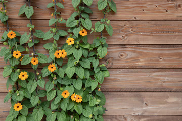 flowering bush of orange summer flowers on a background of wooden brown boards. black-eyed Susan...