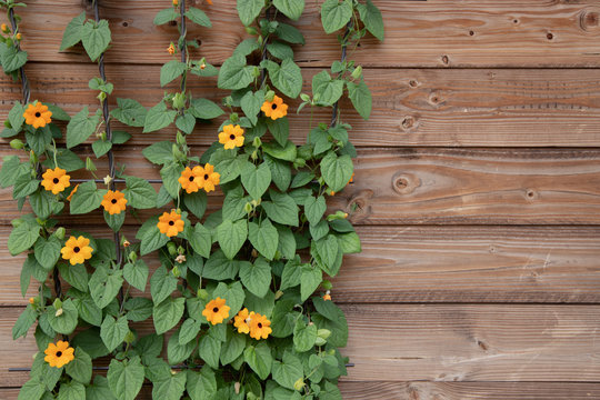 flowering bush of orange summer flowers on a background of wooden brown boards. black-eyed Susan (Thunbergia alata) in a close-up view