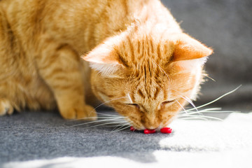 Sad orange cat and red pills closeup