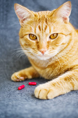 Sad orange cat and red pills closeup