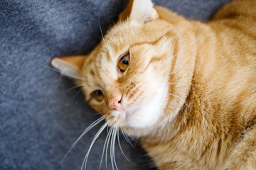 Beautiful ginger cat resting on a gray blanket closeup, soft focus