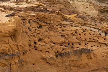 Sand Martin Birds (latin: Riparia riparia) lives in Europe, in winding holes in sheer sandy hills near larger bodies of water, such as rivers, lakes or even the ocean.