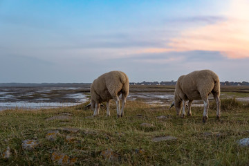 Obraz premium Sheeps near Rantum on the Island Sylt, Germany