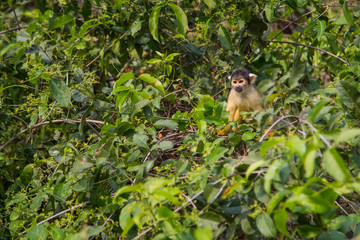 The mono amarillo chichi monkey