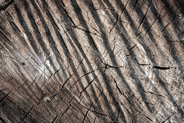 marks on the end of the oak trunk. Rough and deep strips from a saw on a stump. Drank logs close-up.
