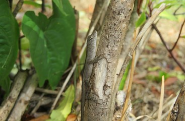 Tropical anole lizard on tree in Florida wild