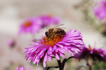 bee on a flower