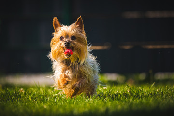 An amazing Yorkshire Terrier is having fun running towards camera.