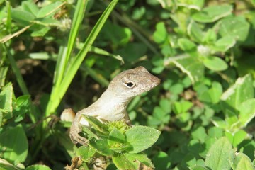 Tropical anole lizard on grass in Florida nature, closeup