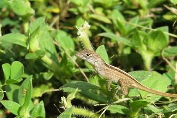 Brown tropical anole lizard on grass in Florida nature, closeup