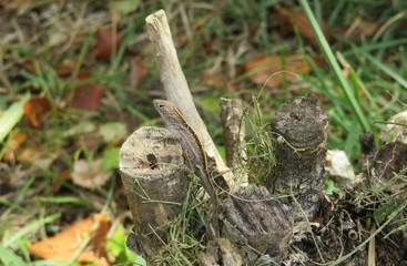 Tropical anole lizard on stump in Florida wild