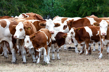 Fototapeta na wymiar Weiß-Braune Rinder auf vertrockneter Weide