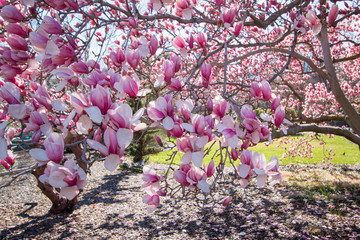 magnolia tree in bloom spring washington dc usa