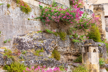 Italy, Basilicata, Province of Matera, Matera. Ancient wall with flowers growing out of cracks.