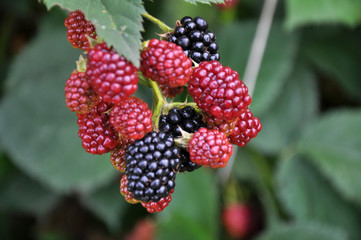 On the branch ripen the berries Rubus fruticosus