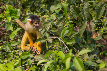 The mono amarillo chichi monkey