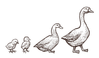 Goose and Duck farm animals sketch. Hand drawn birds family with two chickens kids near mom and father. Vector illustration