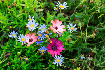 Italy, Apulia, Metropolitan City of Bari, Gioia del Colle. Colorful wildflowers.