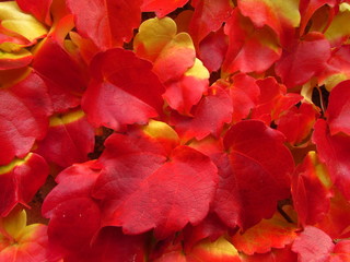 Parthenocissus tricuspidata in fall, vivid red and yellow colors, boston ivy, grape ivy, japanese ivy natural texture, close-up, nice autumn colors