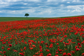 landscape shot with poppy field