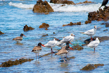 Obraz premium flock of seagulls