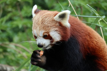 Obraz premium red panda eating sweet potato