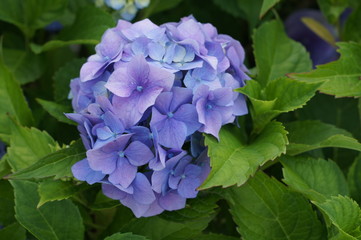 Hortensje © Maciej