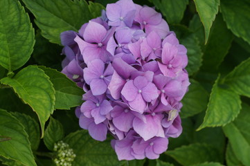 Hortensja