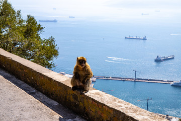 Macaque Monkey in Gibraltar rock - view on sea