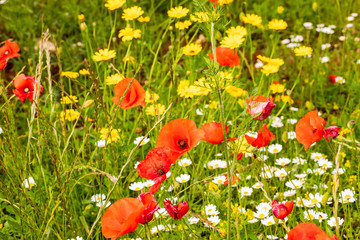 Italy, Apulia, Province of Bari. Countryside with poppies and other wildflowers, between Locorotondo and Alberobello.