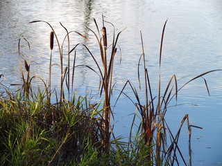 Typha latifolia also named bulrush or reedmace, in America reed, cattail or punks, in Australia cumbungi or bulrush, plant on edge of pond