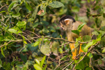 The mono amarillo chichi monkey