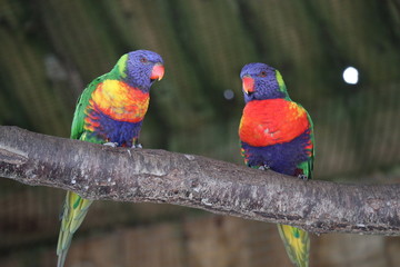 blue and yellow macaw