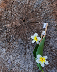 Two white and yellow eco friendly bamboo wooden toothbrushes on wooden background with white yellow flower Plumeria in green leaf. Copy space, flat lay.