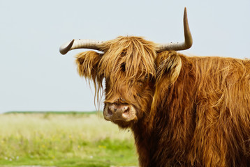bull highland