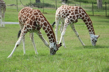 Naklejka na ściany i meble giraffe in zoo