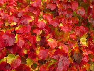 Naklejka na ściany i meble Boston ivy, creeper plant Parthenocissus tricuspidata in fall, vivid red and yellow colors, boston ivy, grape ivy, japanese ivy natural texture, close-up, nice autumn colors
