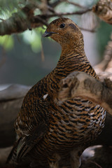 bird in the zoo