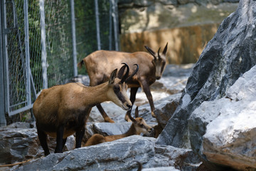 mountain goat on the rock