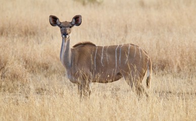 kudu in wild 